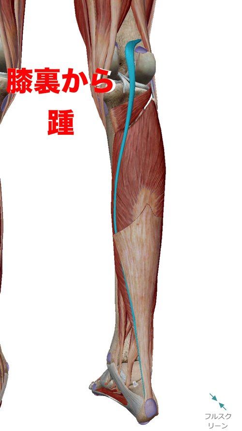 膝の痛みの原因の１つは踵からの腱