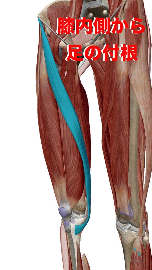 膝の痛みの原因の１つは骨盤から膝への筋肉