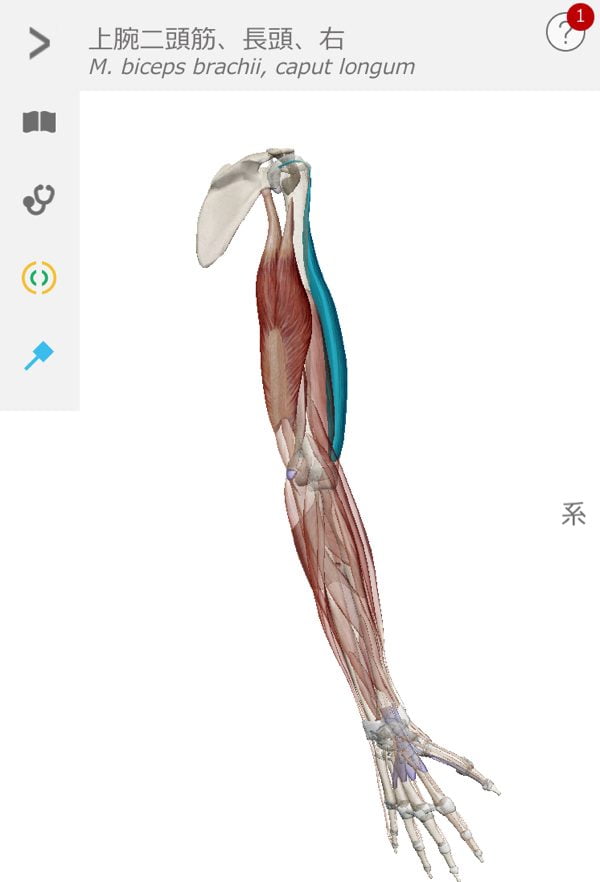 五十肩-腕を上げる際に肩が痛い-治し方12