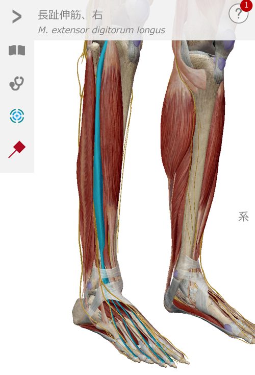 椎間板ヘルニア-腰の痛みと足のシビレを治す整体6