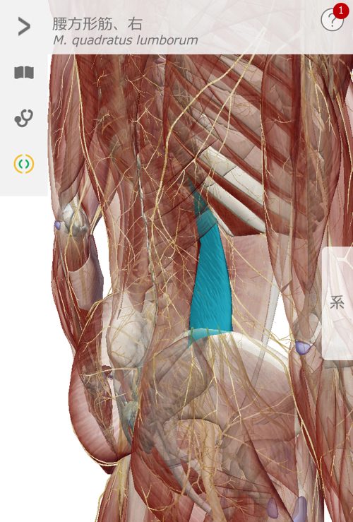 ぎっくり腰をすぐに治す1-出張-ぎっくり腰治療1