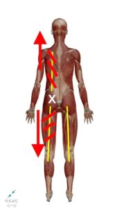 背中と足の筋肉が硬直して腰に痛みを生み出している解説図