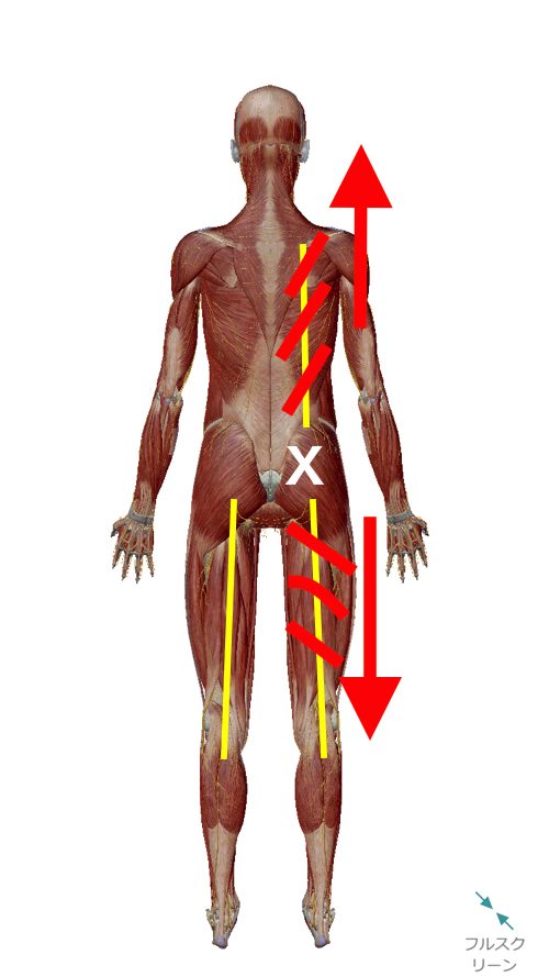 1腰痛-ぎっくり腰の原因と治療方法-広島で有名-腰痛専門整体院1