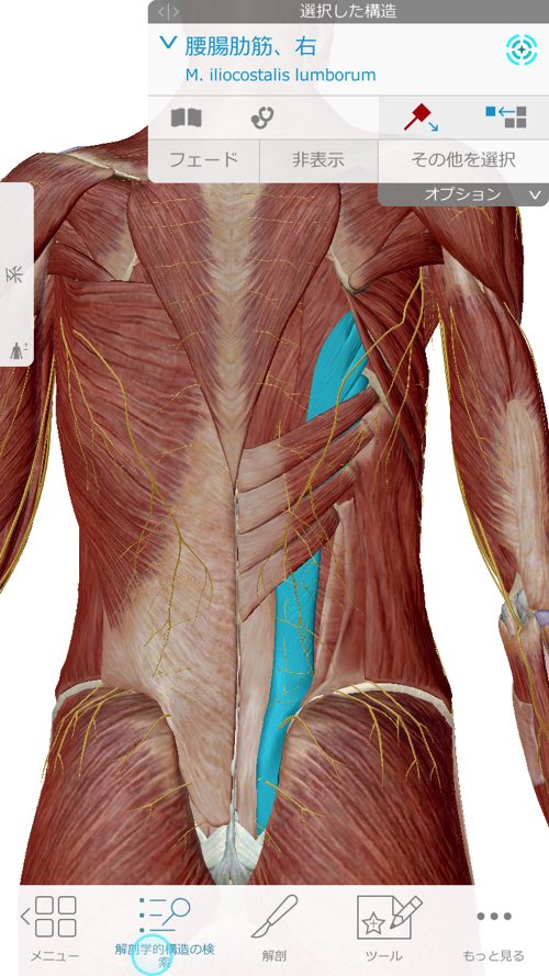 咳からくる腰痛の原因と治療方法-広島で腰痛専門の整体院の実例記録3