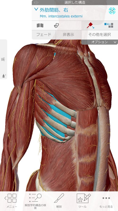 咳からくる腰痛の原因と治療方法-広島で腰痛専門の整体院の実例記録4