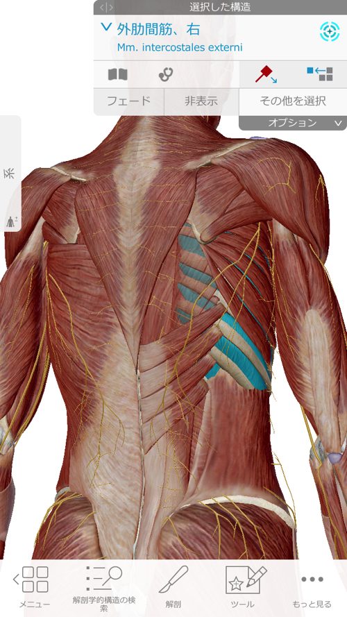 咳からくる腰痛の原因と治療方法-広島で腰痛専門の整体院の実例記録5