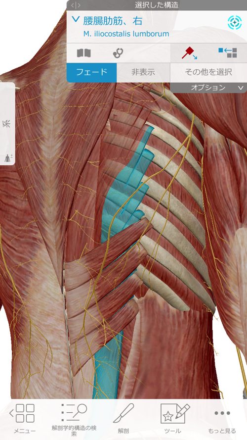 咳からくる腰痛の原因と治療方法-広島で腰痛専門の整体院の実例記録6