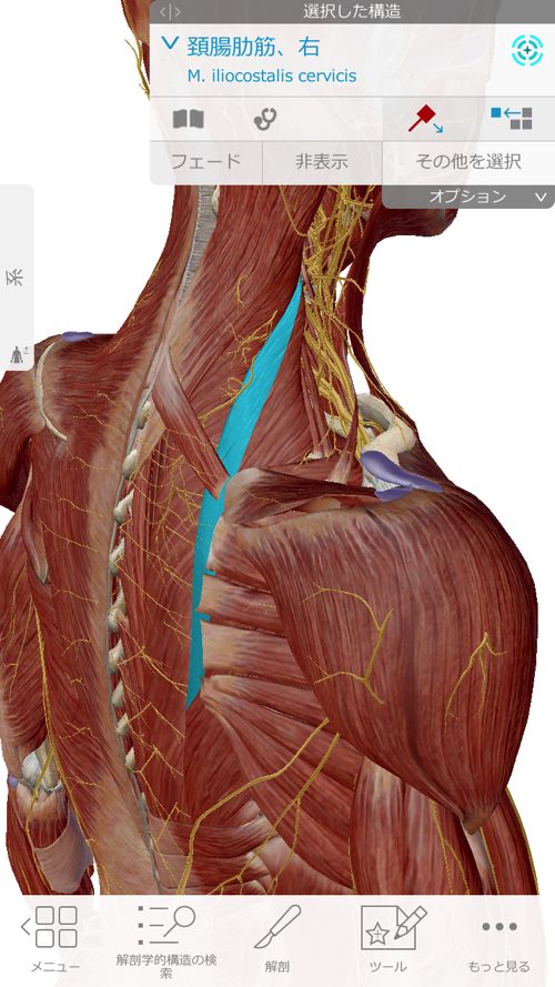 咳からくる腰痛の原因と治療方法-広島で腰痛専門の整体院の実例記録7