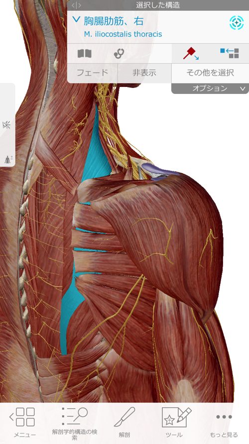 咳からくる腰痛の原因と治療方法-広島で腰痛専門の整体院の実例記録8