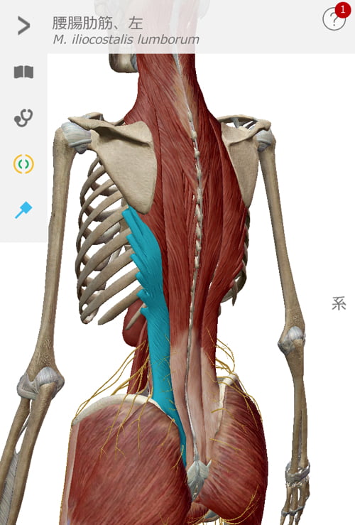 ヘルニアと側弯症で腰が痛く身体が傾く原因と治療方法10
