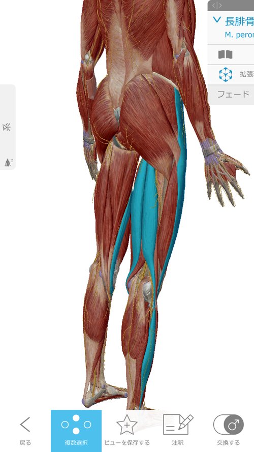 ヘルニアと診断され神経ブロックもリハビリも効果なかったが整体で治った例_広島