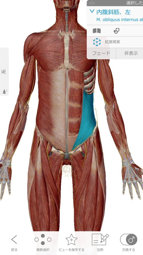 ヘルニアと診断され神経ブロックもリハビリも効果なかったが整体で治った例_広島