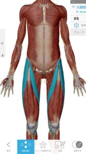 ヘルニアの腰の痛みの本当の原因は筋肉の硬直_大腿筋の例