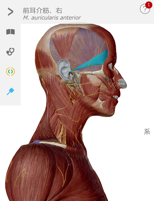 広島で偏頭痛の治療_肩から首と頭が痛い_薬を使わず治すヘッドマッサージ_ドライヘッドスパ