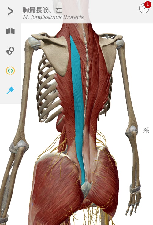 広島で偏頭痛の治療_肩から首と頭が痛い_薬を使わず治すヘッドマッサージ_ドライヘッドスパ