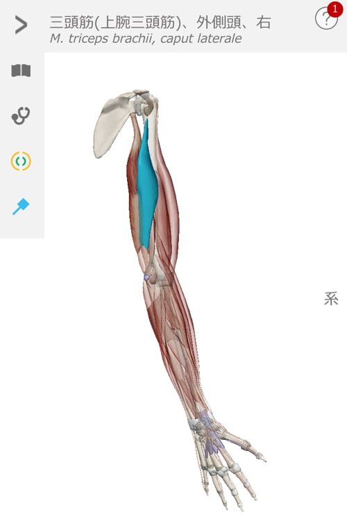 治らない四十肩の原因と治療方法-広島で四十肩を治す専門技術の整体院