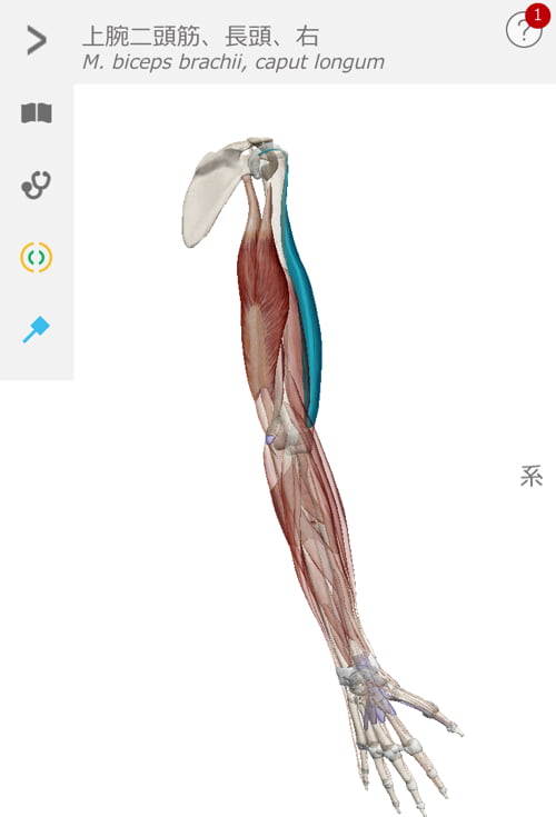 治らない四十肩の原因と治療方法-広島で四十肩を治す専門技術の整体院