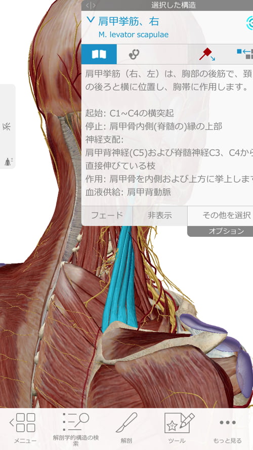 治らない四十肩の原因と治療方法-広島で四十肩を治す専門技術の整体院