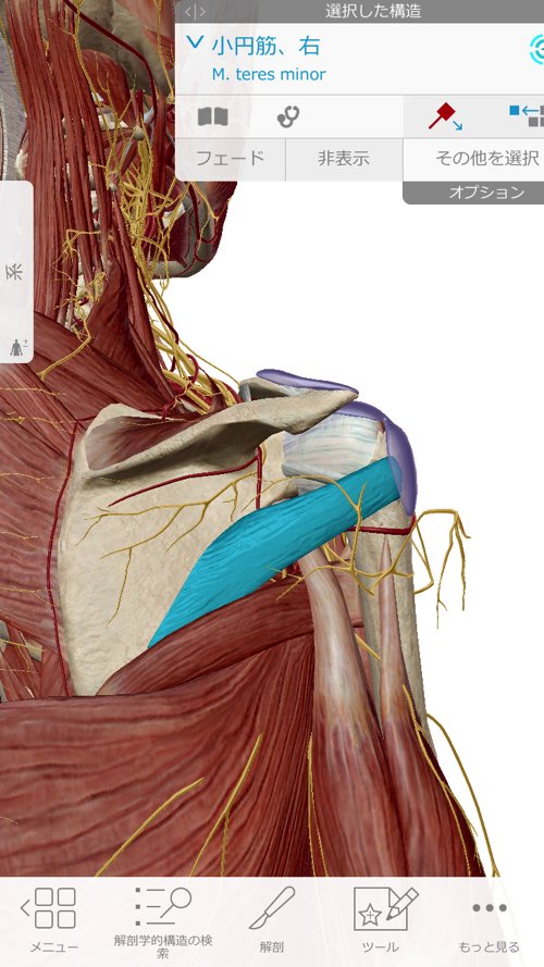 治らない四十肩の原因と治療方法-広島で四十肩を治す専門技術の整体院