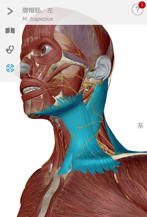 五十肩治療_首の痛み肩の痛みで眠れない症状の治し方10