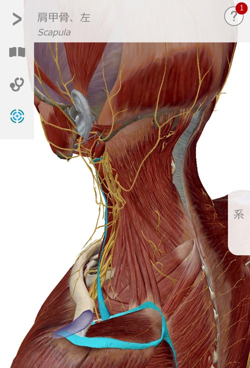 五十肩治療_首の痛み肩の痛みで眠れない症状の治し方11