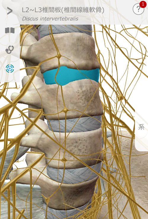 広島_神経ブロック注射が効かないヘルニアの治療10