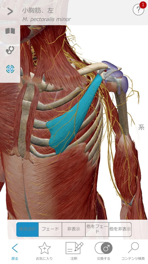 頚椎ヘルニアで指の痺れ原因と治療方法11