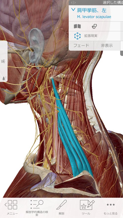 頚椎ヘルニアで指の痺れ原因と治療方法5