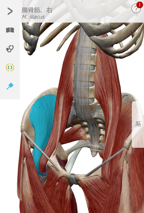 転んだ後足の付根が痛くて歩けなくなったお客様の改善例6