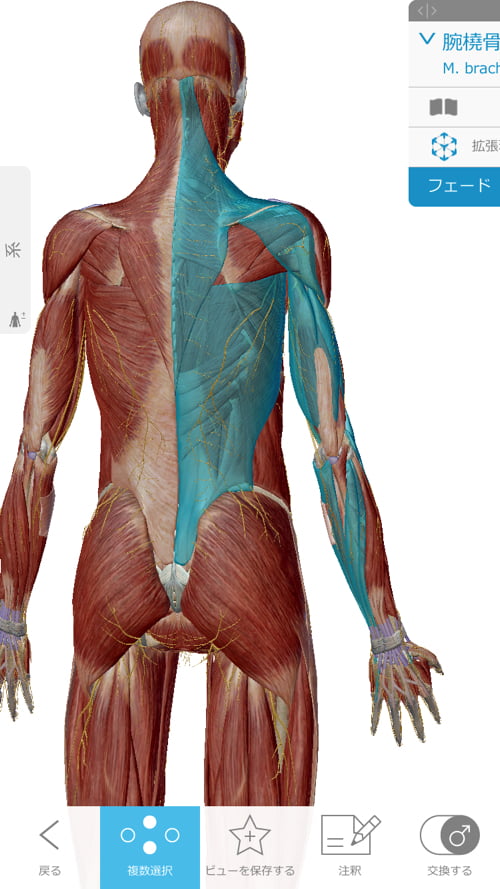 脊椎分離すべり症の腰の痛みの原因と治療方法12