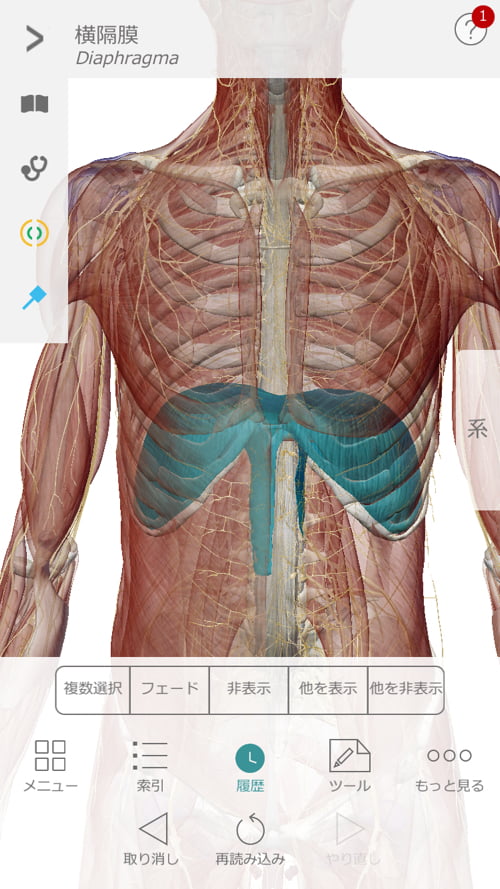 脊椎分離すべり症の腰の痛みの原因と治療方法11