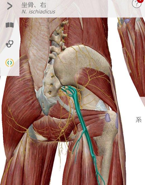 1整形外科で治らない脊柱管狭窄症の原因と治療方法解説-広島の整体院の治った例