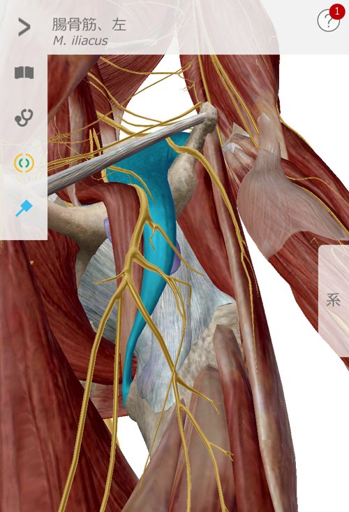 ぎっくり腰_ヘルニアが再発する理由と治療方法