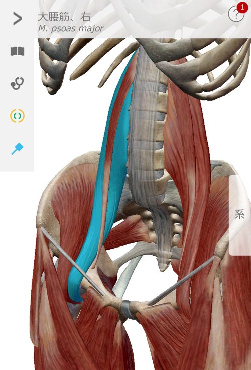 ぎっくり腰の痛みの原因と治療方法_ストレッチ_ぎっくり腰治療で有名な整体院