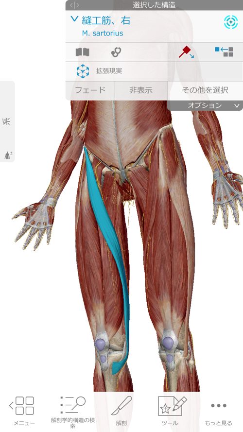 ヘルニアと坐骨神経痛の腰の痛みと足の痺れ_足に力が入らない原因と治療方法_広島_腰痛ヘルニア治療で有名な整体院
