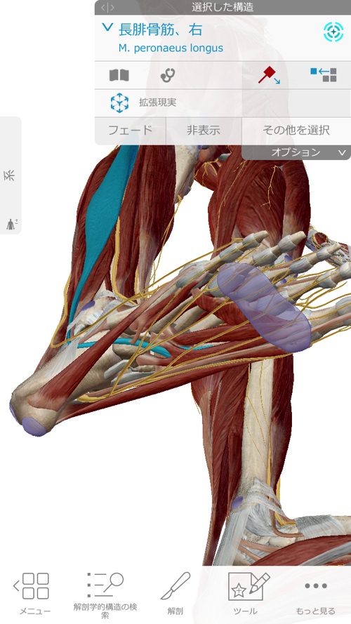 ヘルニアと坐骨神経痛の腰の痛みと足の痺れ_足に力が入らない原因と治療方法_広島_腰痛ヘルニア治療で有名な整体院