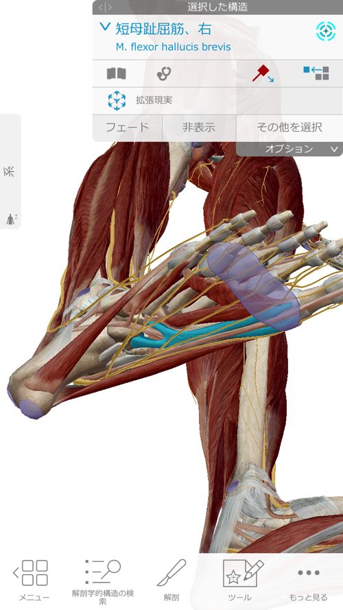ヘルニアと坐骨神経痛の腰の痛みと足の痺れ_足に力が入らない原因と治療方法_広島_腰痛ヘルニア治療で有名な整体院