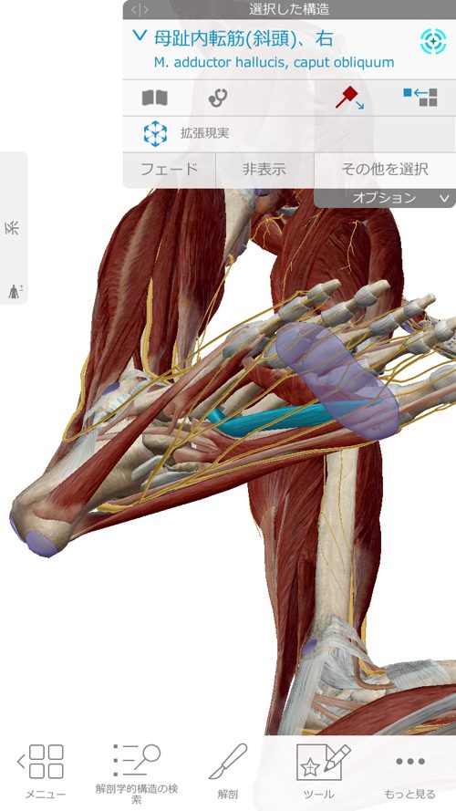 ヘルニアと坐骨神経痛の腰の痛みと足の痺れ_足に力が入らない原因と治療方法_広島_腰痛ヘルニア治療で有名な整体院