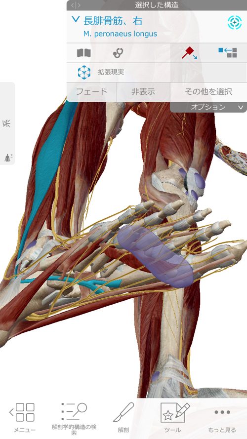 ヘルニアと坐骨神経痛の腰の痛みと足の痺れ_足に力が入らない原因と治療方法_広島_腰痛ヘルニア治療で有名な整体院