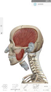偏頭痛をヘッドマッサージで解消する重要なポイント_側頭骨を締め付ける筋肉2
