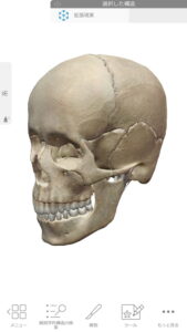 偏頭痛をヘッドマッサージで解消する仕組み1_頭の骨の構造a