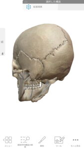 広島-偏頭痛をヘッドマッサージで解消する仕組み1_頭の骨の構造b