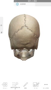 広島-偏頭痛をヘッドマッサージで解消する仕組み1_頭の骨の構造c