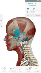 偏頭痛をヘッドマッサージで解消する重要なポイント_側頭骨を締め付ける筋肉