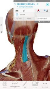 偏頭痛をヘッドマッサージで解消する仕組み2_頭に繋がる筋肉の図a