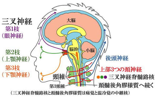 広島-整体院_三叉神経痛や顔面神経痛を手術せずにマッサージで治療