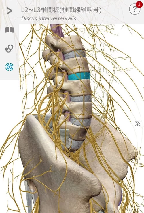 広島でヘルニア治療の有名整体院が解説-ヘルニア誤診例