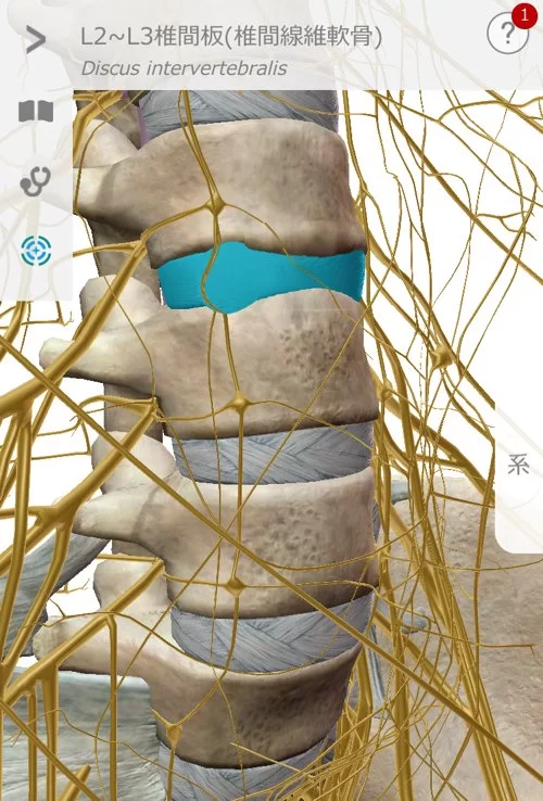 広島でヘルニア治療の有名整体院が解説-ヘルニア誤診例