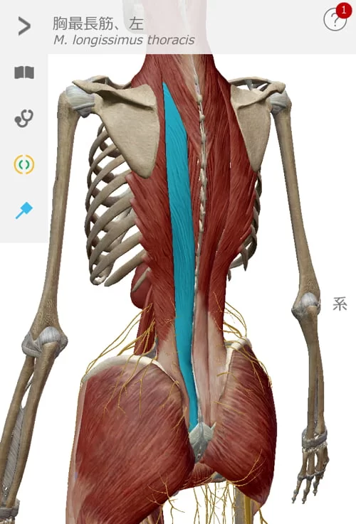 広島でヘルニア治療の有名整体院が解説-ヘルニア誤診例