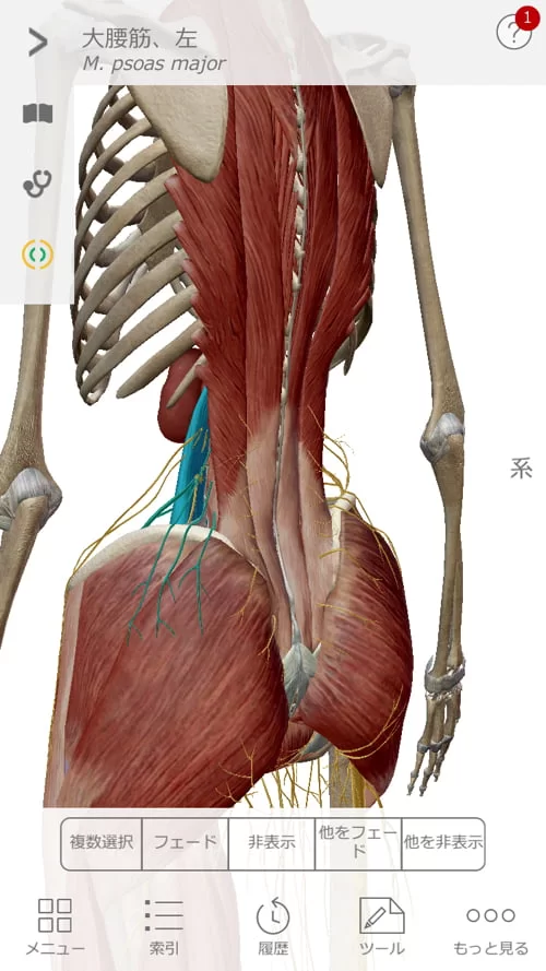 広島でヘルニア治療の有名整体院が解説-ヘルニア誤診例